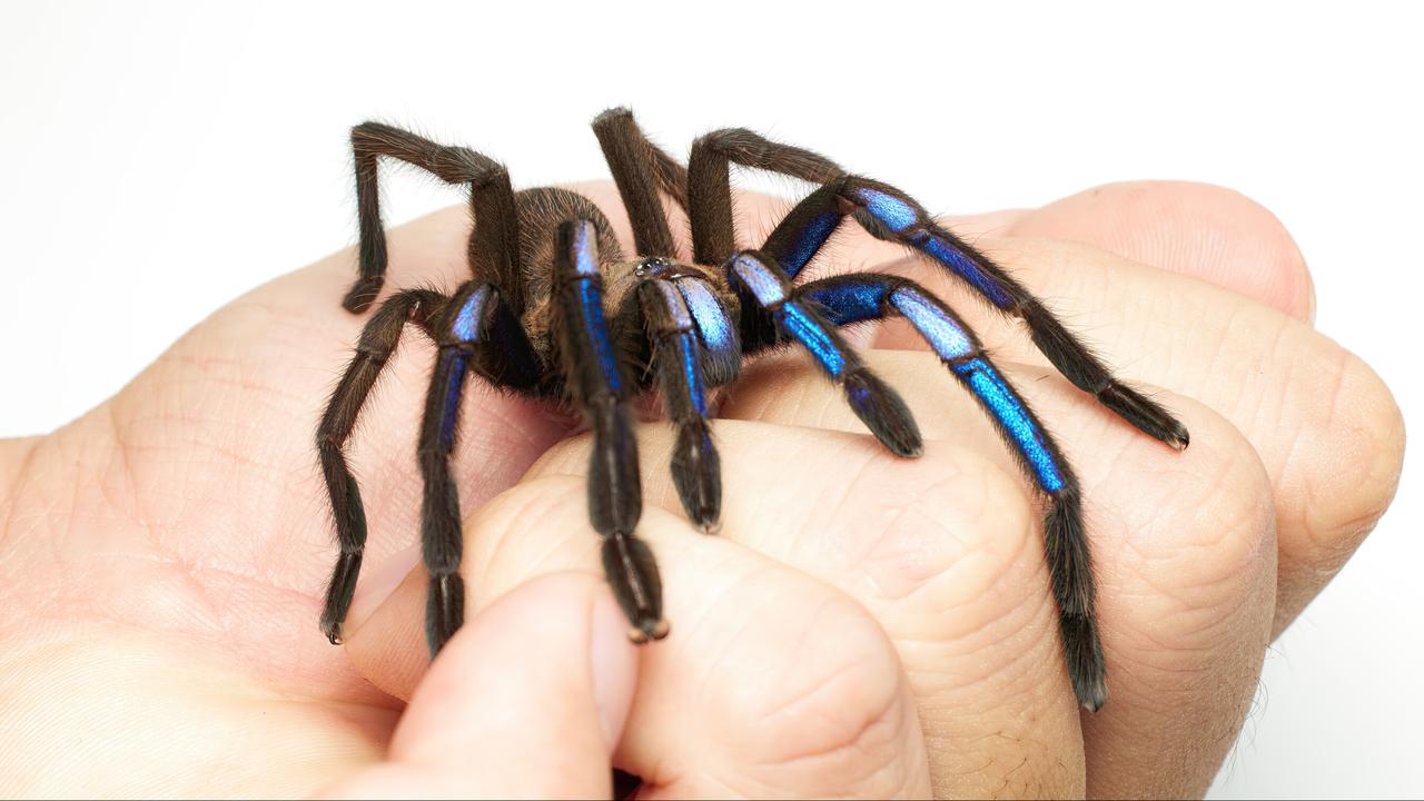 New species of electric blue tarantula discovered in Thailand  the animals