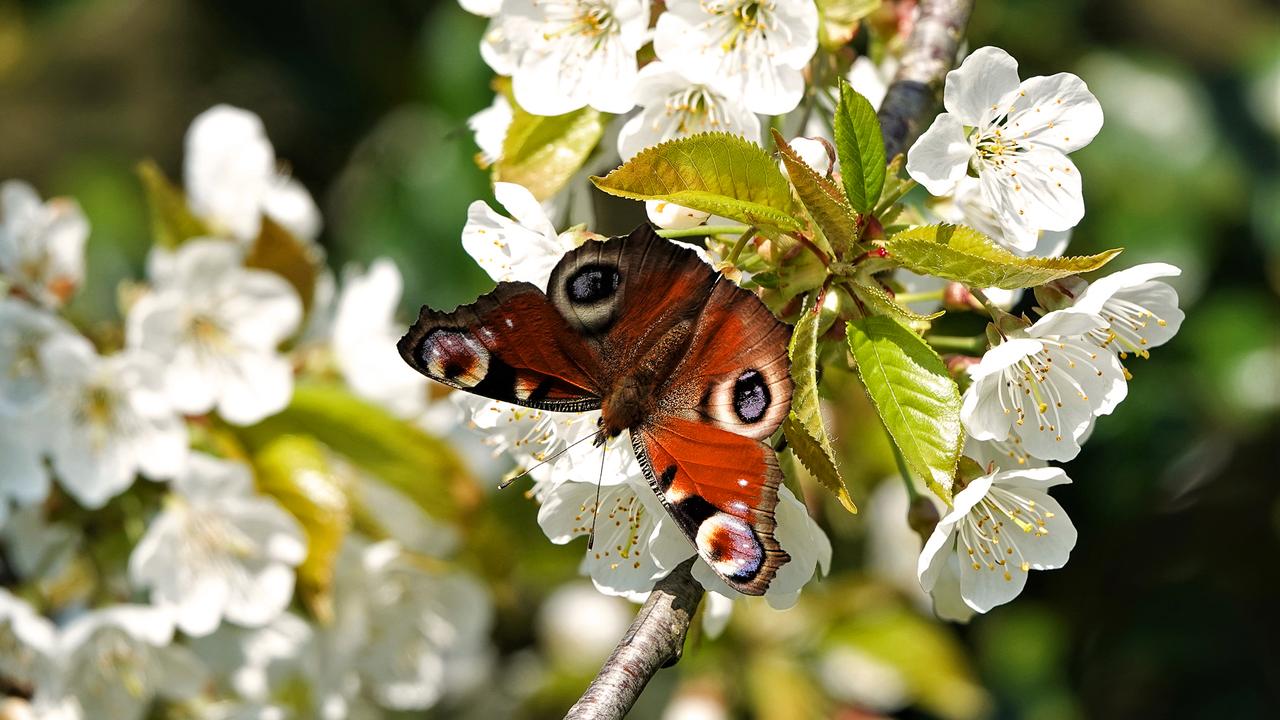 Noticeable warm year in October: Trees are greener, hay fever is a longer problem  climate