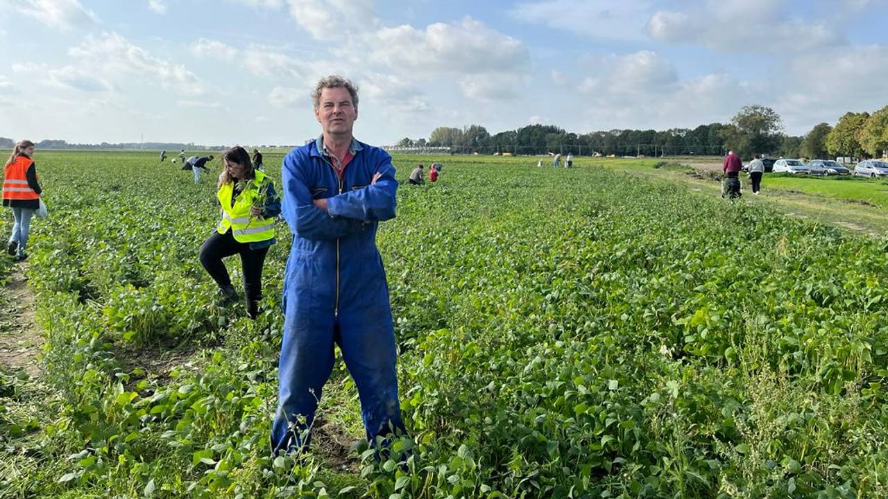 The supermarket no longer wants Job’s green beans, so the neighborhood can pick them