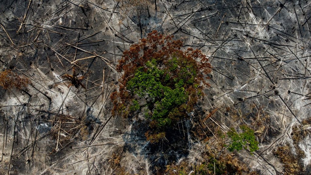 “Deforestation is increasing worldwide, despite promises from world leaders.”