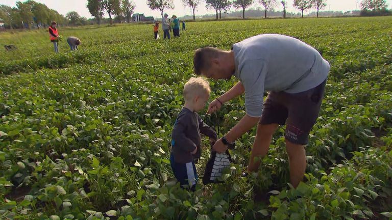 Tim and his son picked a big mountain of green beans and froze them. 