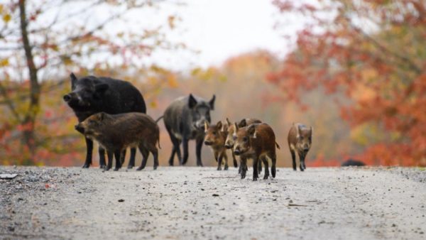 US Fears ‘Super Pig Invasion’ From Canada |  Significant
