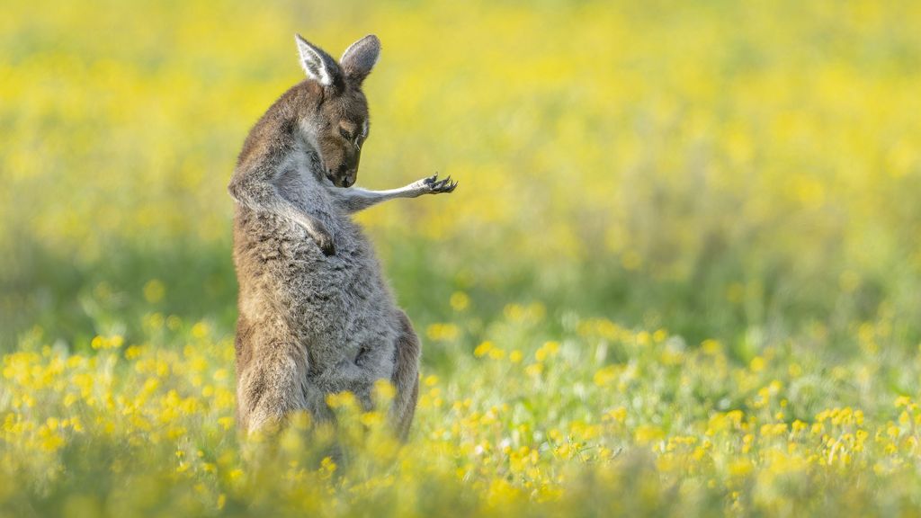 The winner is the kangaroo that plays the air guitar