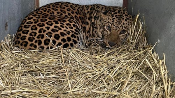 AAP Foundation cares for neglected and traumatized cheetah from Ukraine |  outside