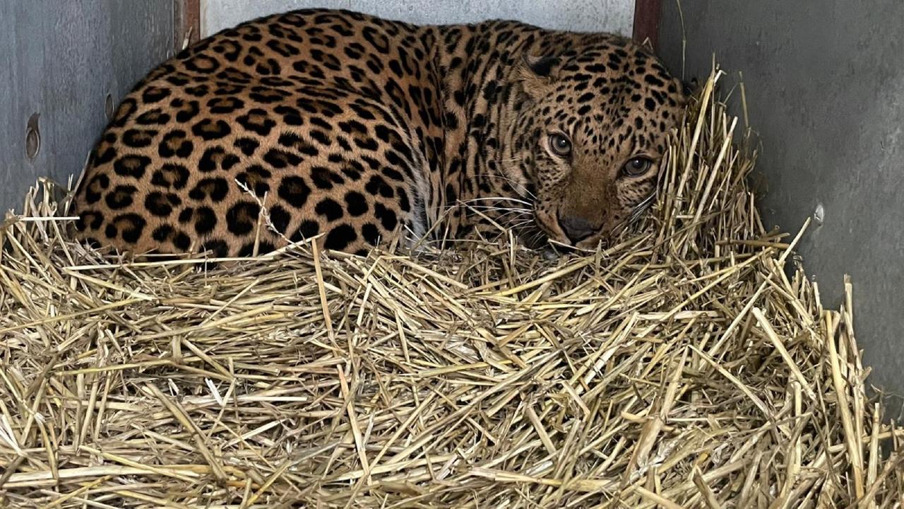 AAP Foundation cares for neglected and traumatized cheetah from Ukraine |  outside