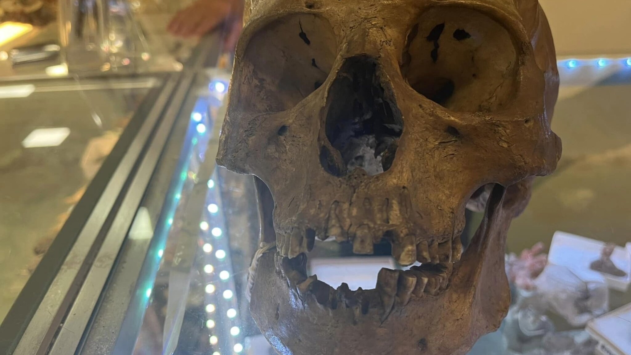 An observant anthropologist sees a real skull for sale in an American thrift store