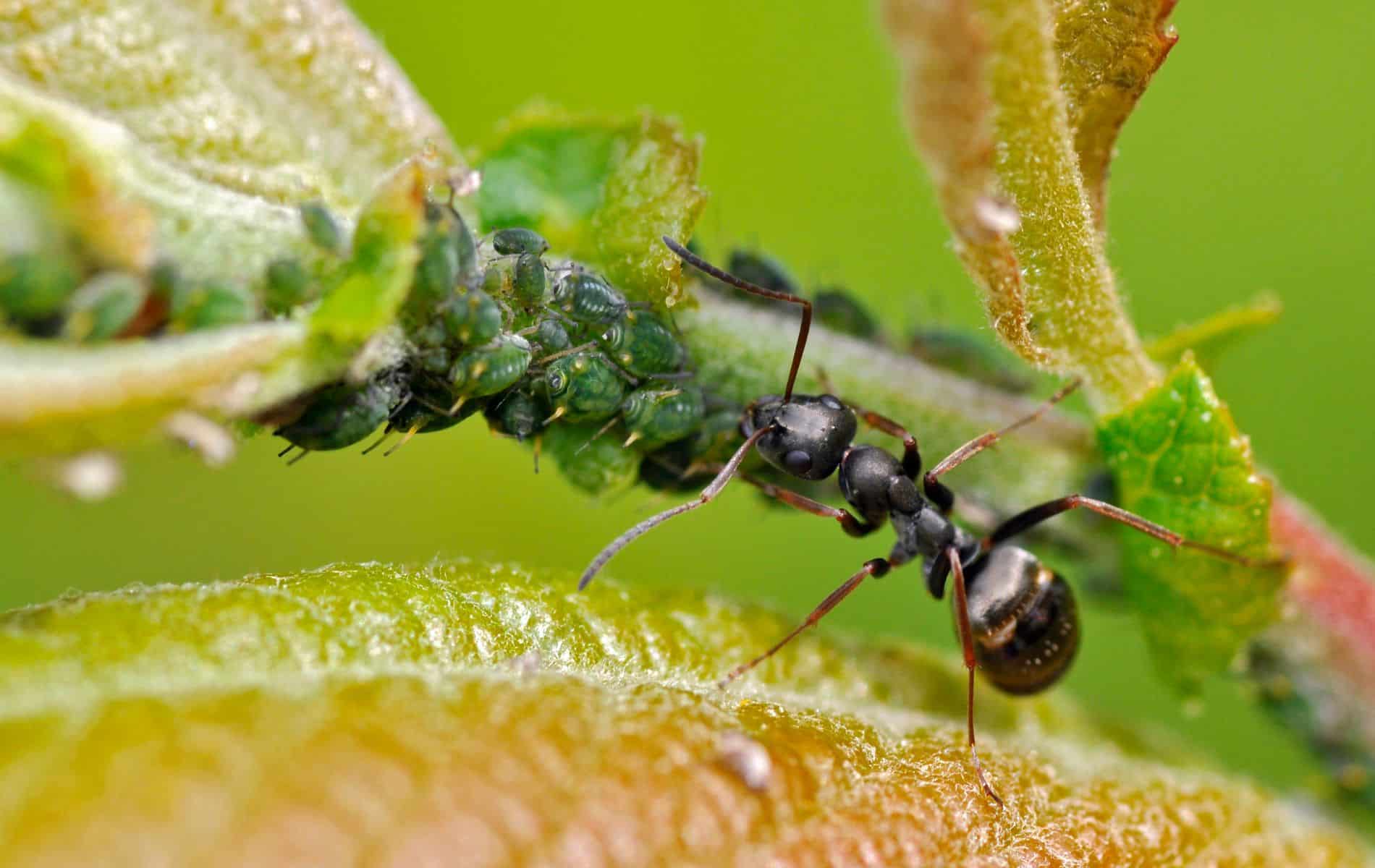 The sick ants treat themselves and eat an unappetizing diet