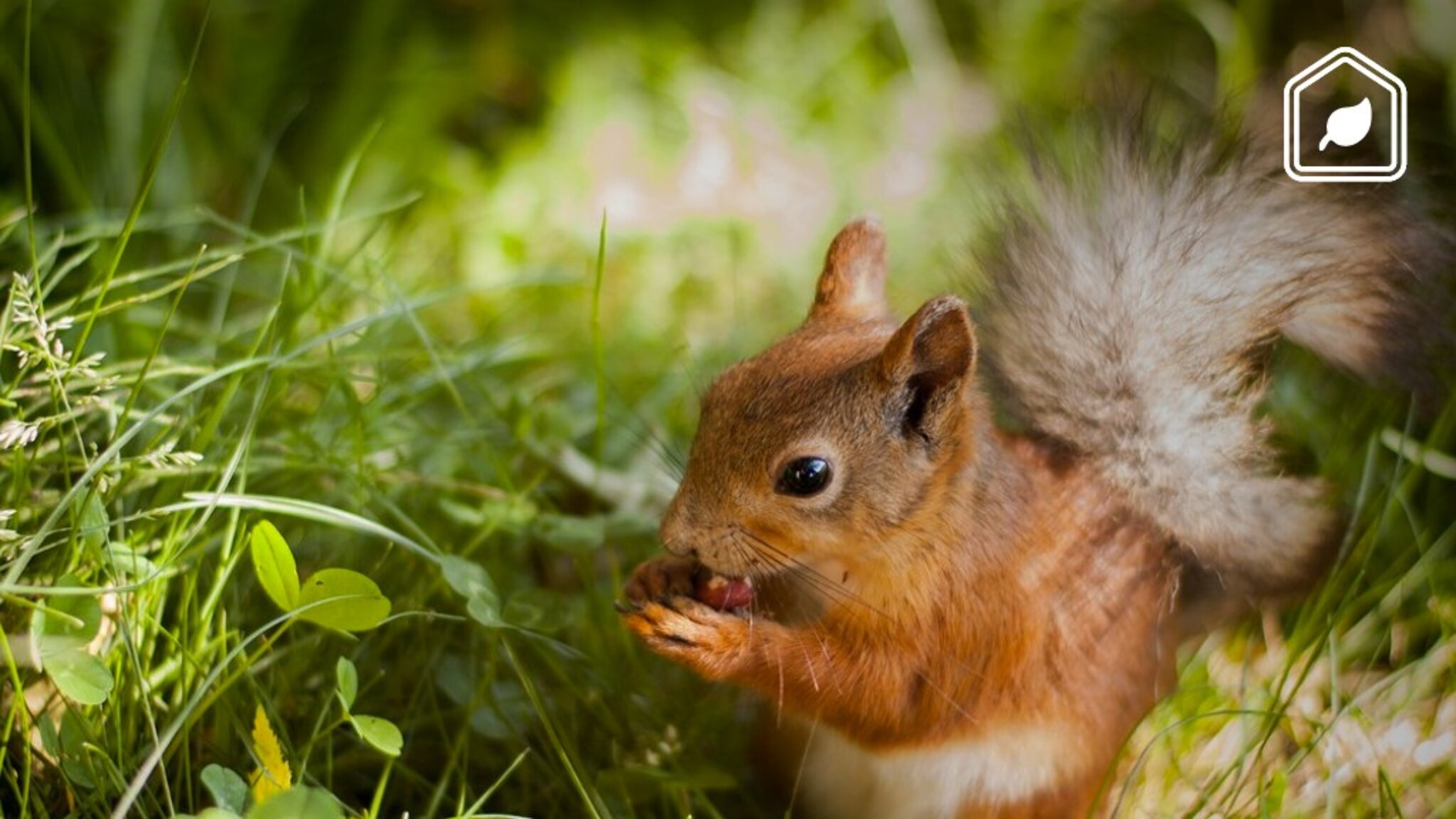 This food will attract squirrels to your garden