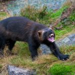 Not afraid of the devil and bears - yet the wolverine is officially endangered in America