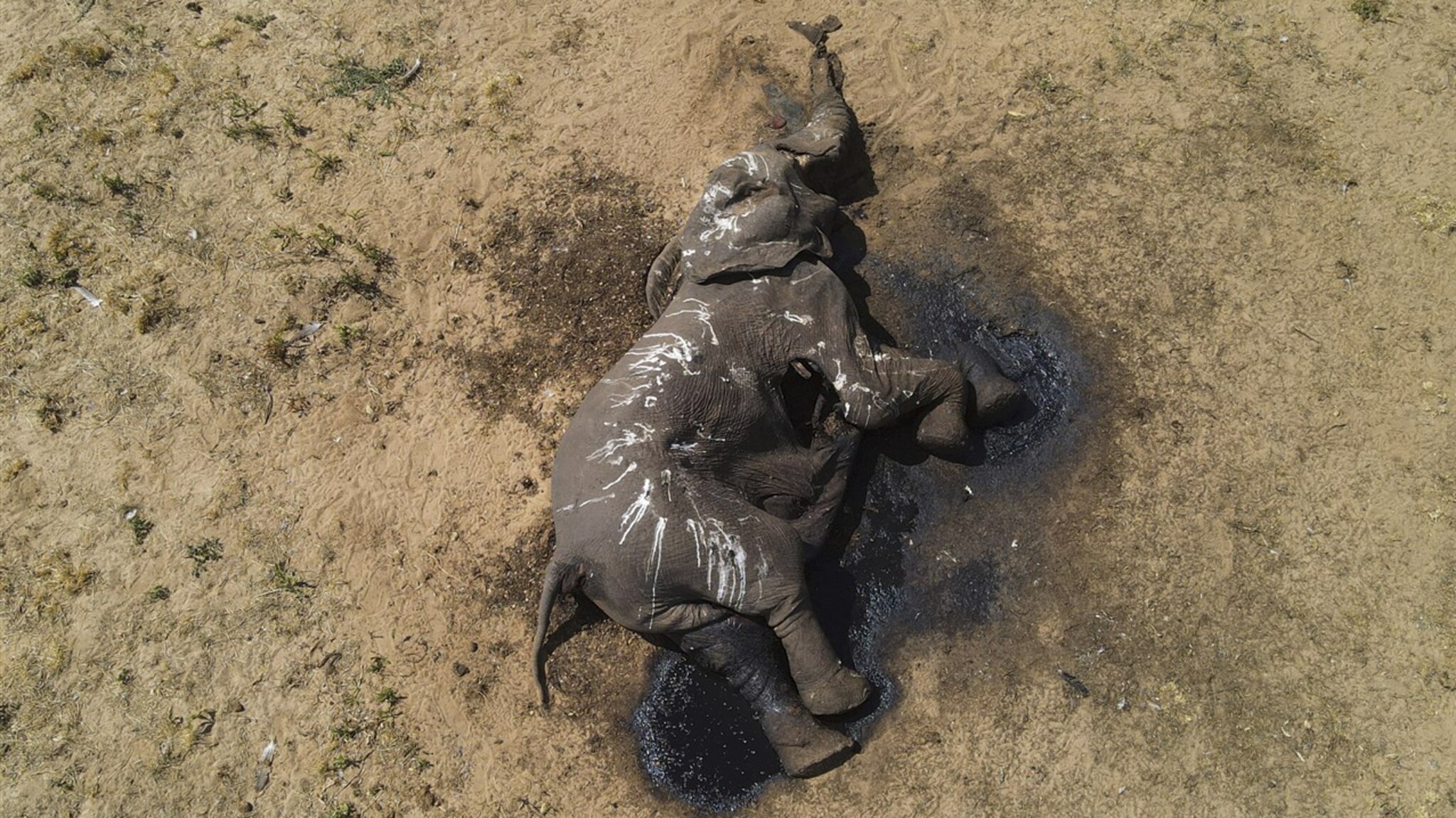 At least 100 elephants have died due to severe drought in Zimbabwe