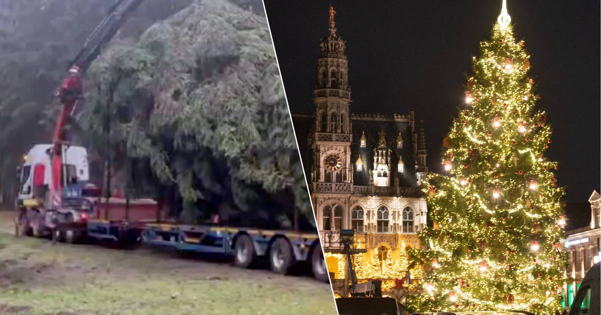 First the wrong spruce, then it collapses and then the person dies: there was something very wrong with the Christmas tree in Oudenaarde |  outside