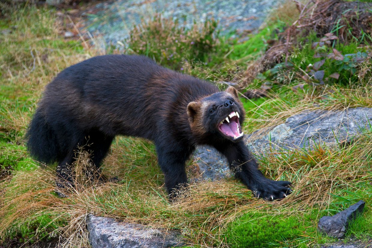 The wolverine (culo culo) belongs to the family Mustelidae, a group of carnivorous mammals.  Image via Getty Universal Images Group