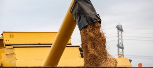 Wheat prices are rising faster in the US than in Europe