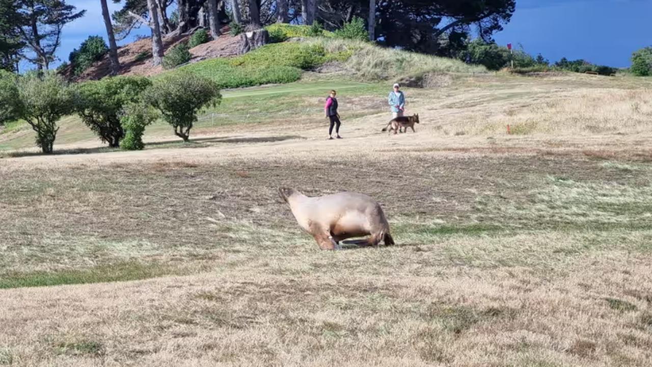 Sea lions flood the New Zealand city of Dunedin, causing “chaos” |  the animals