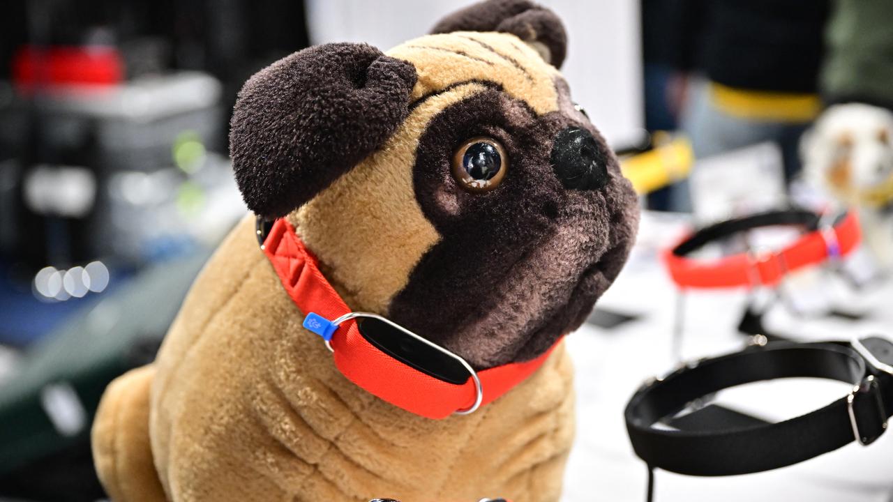 Tech fashion for 2024: Even your pet will get artificial intelligence |  Technique