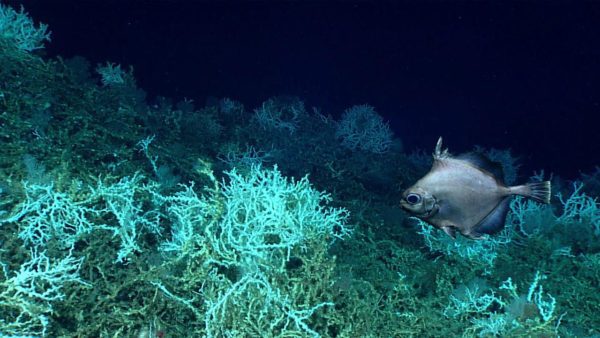 The largest coral reef ever discovered in the Atlantic Ocean  Technology and science