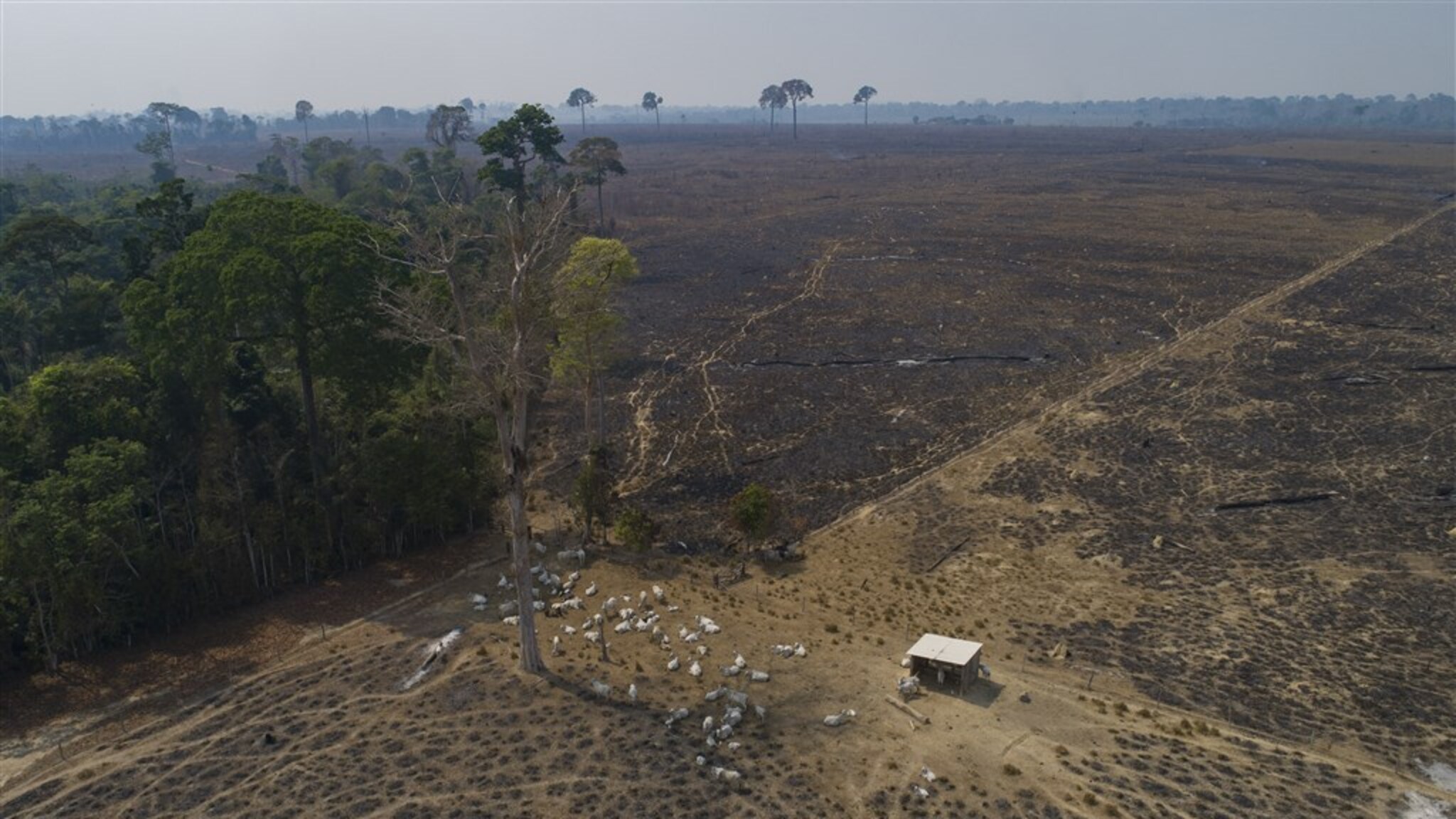 Deforestation in Brazil’s Amazon has been cut by half, but part of the savannah has been destroyed