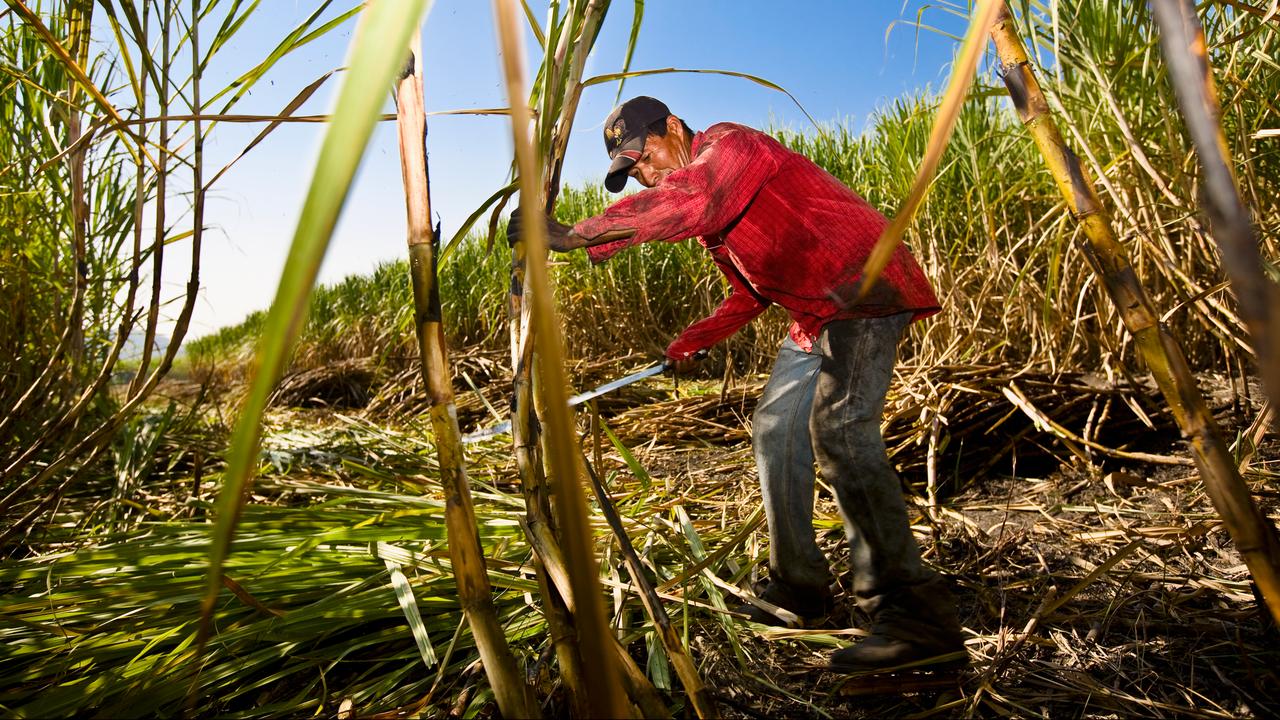 Food prices are 10 percent lower than last year  Economy