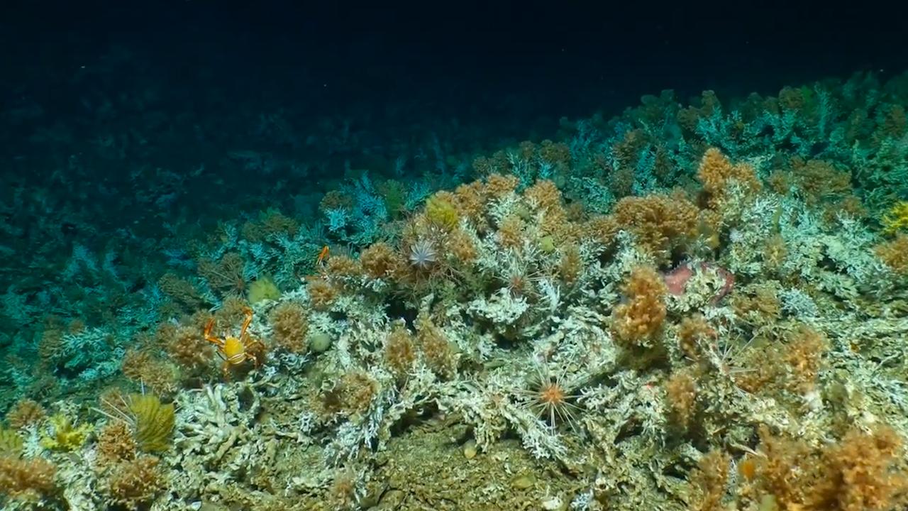 Beeld uit video: Onderzeeër filmt groot 'nieuw' koraalrif in Stille Oceaan