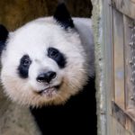 China will send pandas back to the US