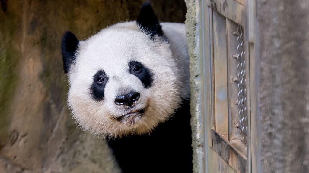 China will send pandas back to the US