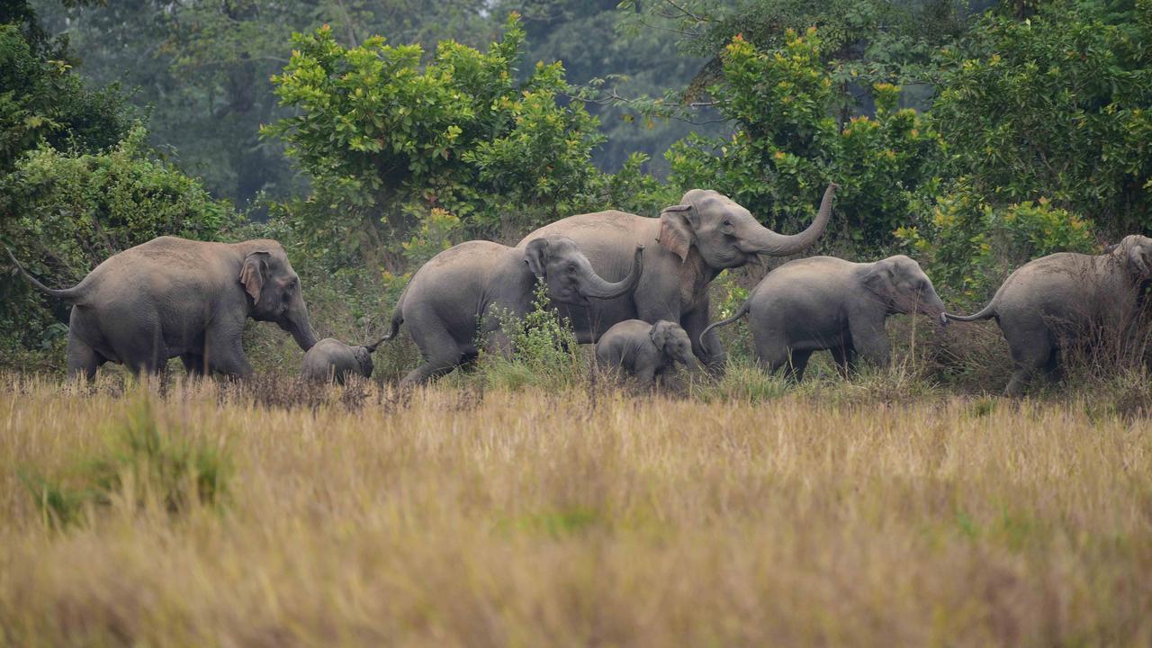 Elephants bury and mourn their dead like humans  the animals