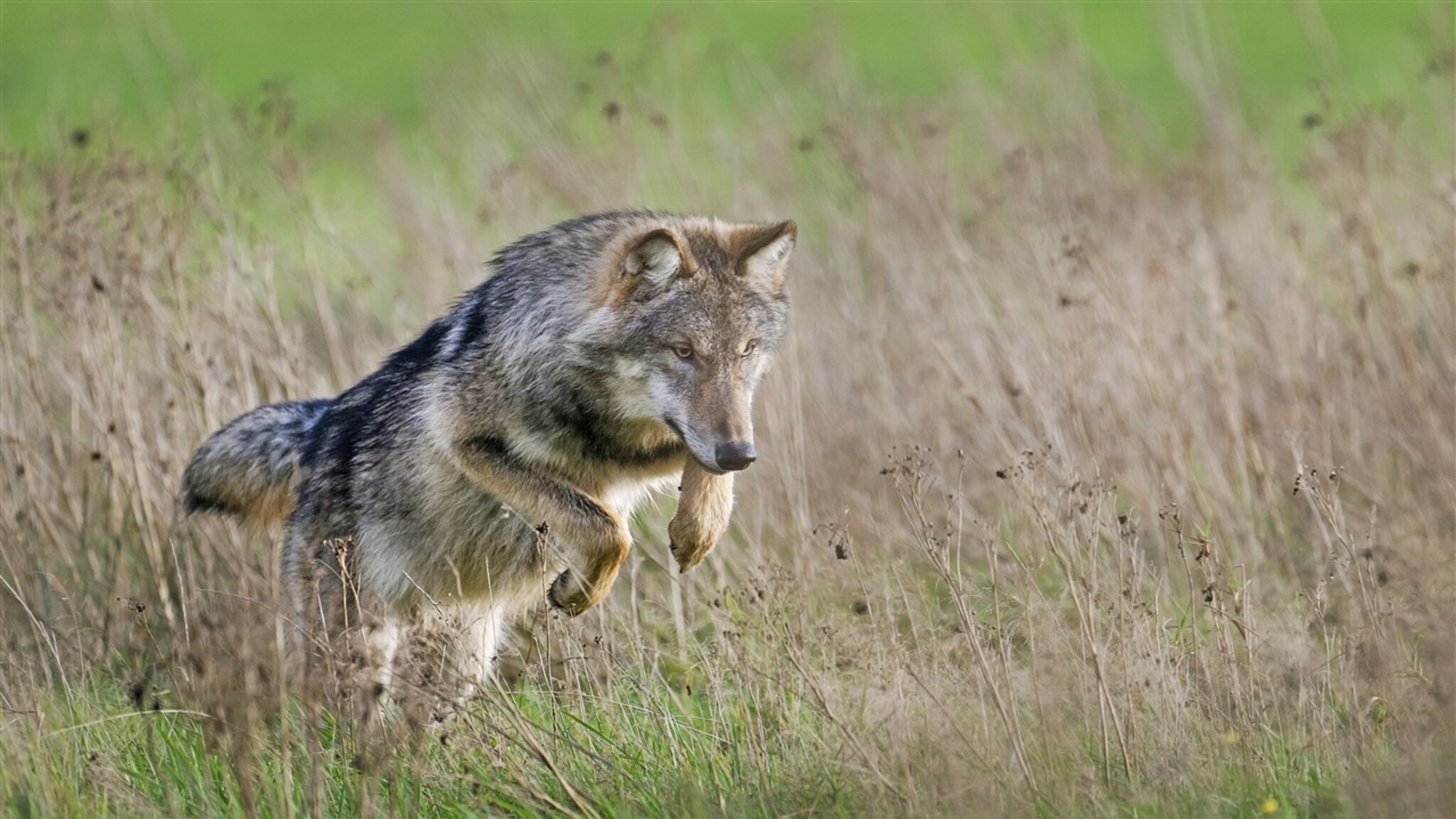 Many pony camps have been canceled for fear of the wolf