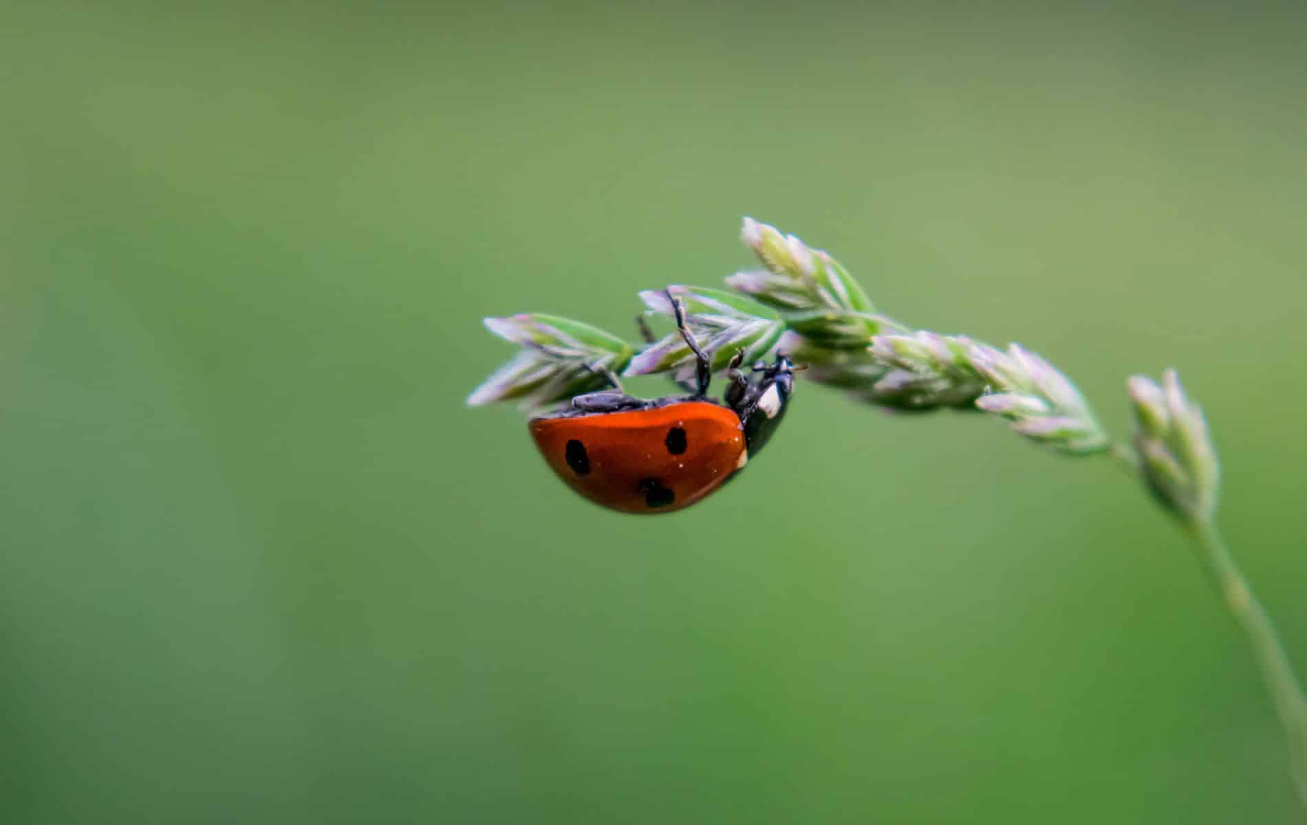 Scientists can recreate the scent of beetles to protect crops