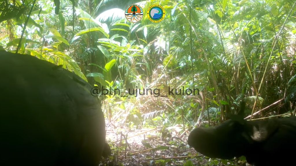 Indonesian wildlife camera captures rare Javan rhinoceros with calf