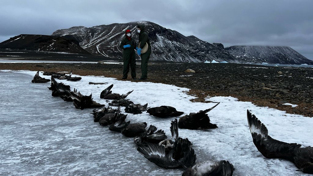 Scientists see more bird flu spreading in Antarctica