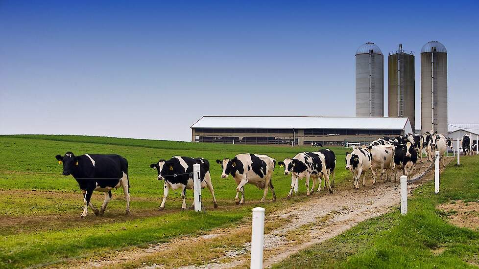 Avian flu outbreaks on US dairy farms are on the rise |  Melkvee.nl