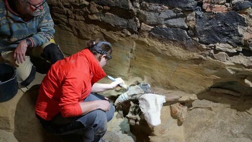 Austrian restores wine cellar and finds prehistoric mammoth bones |  RTL News