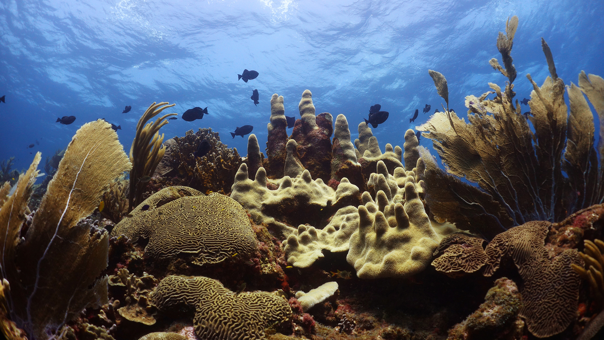 Discover kilometers of coral reefs near Curacao