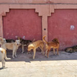 A child died of rabies in Marrakesh