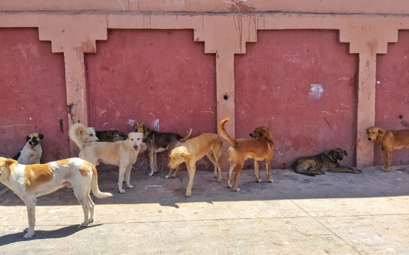 A child died of rabies in Marrakesh