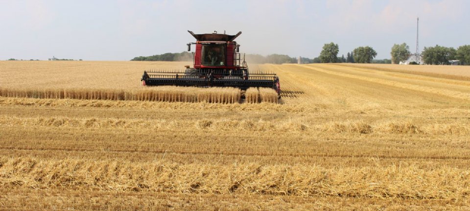 US increases wheat production - new harvest