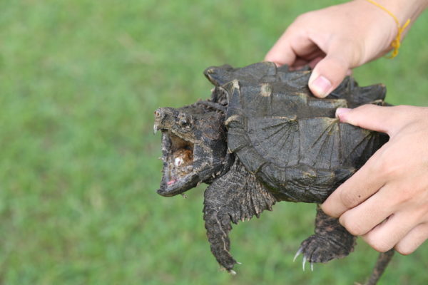 Insights into Common Snapping Turtles: From Behavior to Preservation