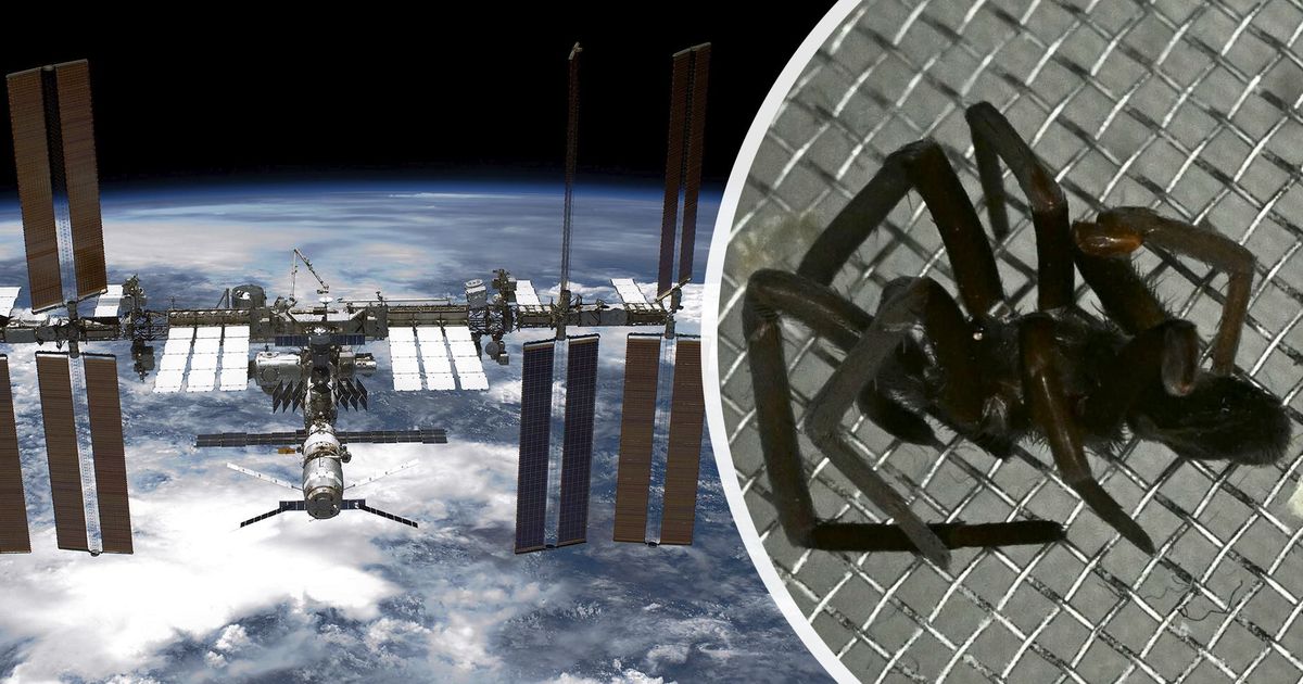 Spider Appears on ISS: 'Intergalactic Warning' | Out There