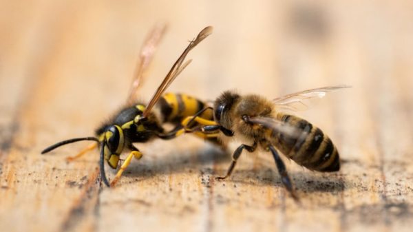 Wasps invade home: British man stung 160 times | RTL News