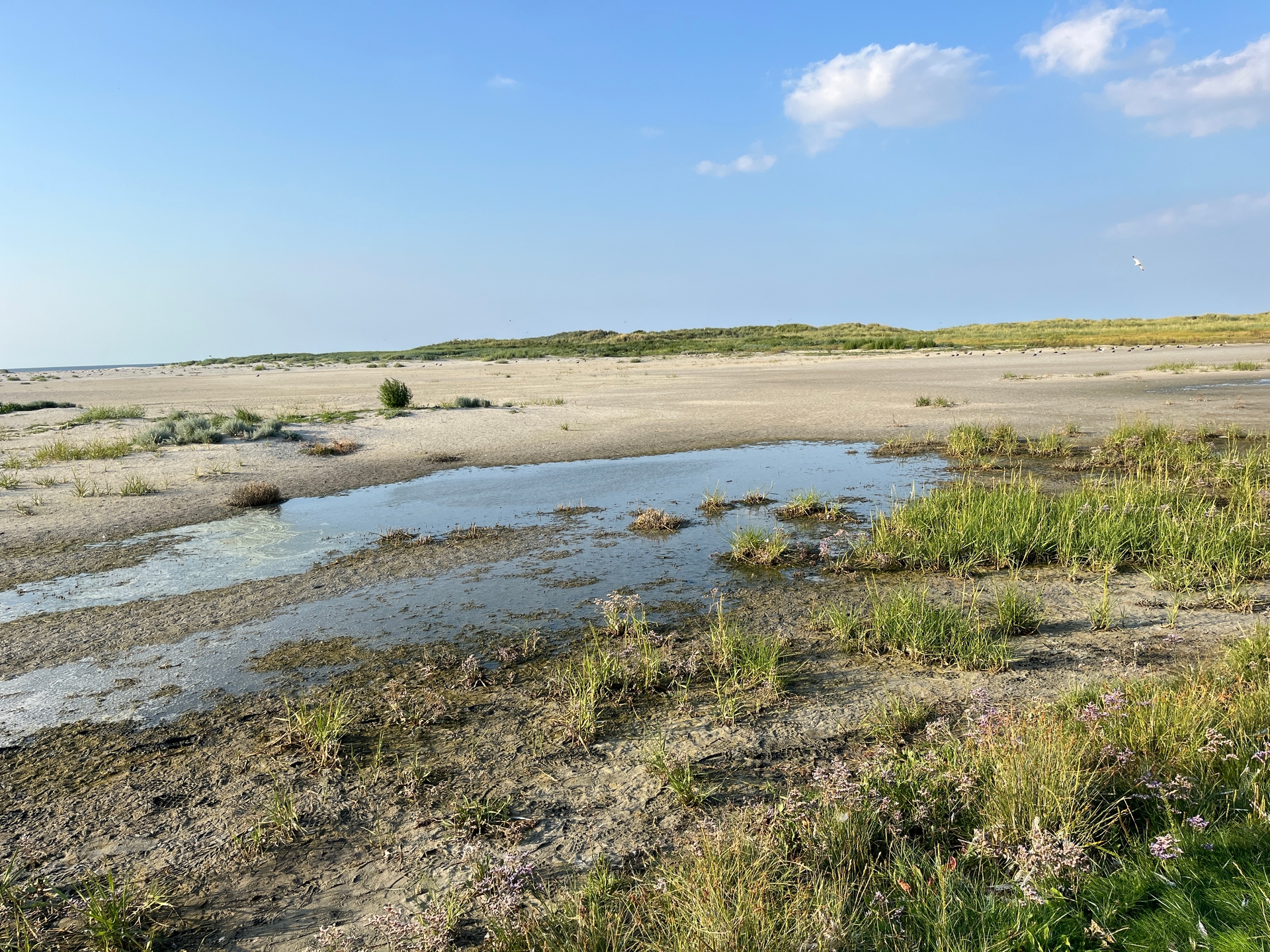 6 salt marshes