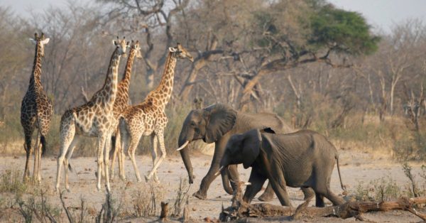 Namibia will slaughter hundreds of wild animals, such as elephants and hippos, to feed its population.