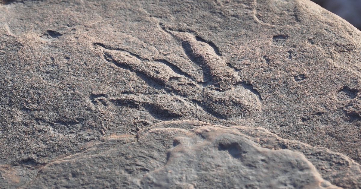 British girl finds dinosaur footprints on beach