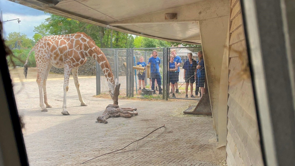 Giraffe calves die at birth at Artis, and many visitors see this happen.