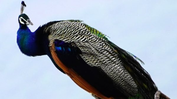 Indian YouTuber arrested over peacock meat curry | RTL News